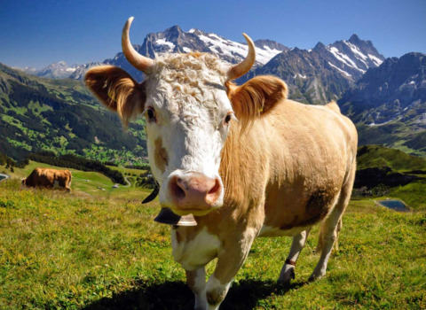Be Swiss