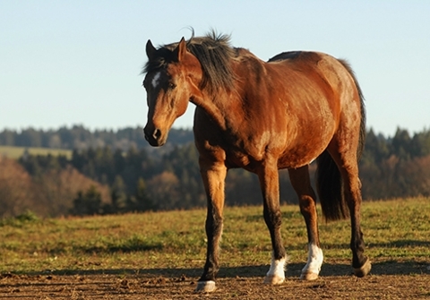 Fondation pour le cheval