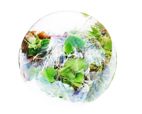 Bulles de nature