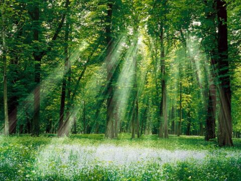 Balades enchantées dans les forêts du Jura