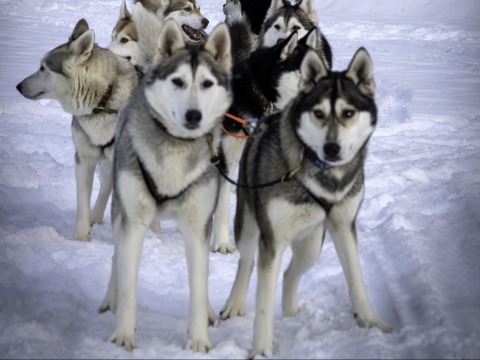 Un hiver à Saint-Martin (VS) : découverte des chiens de traineau et Raquette gourmande nocturne