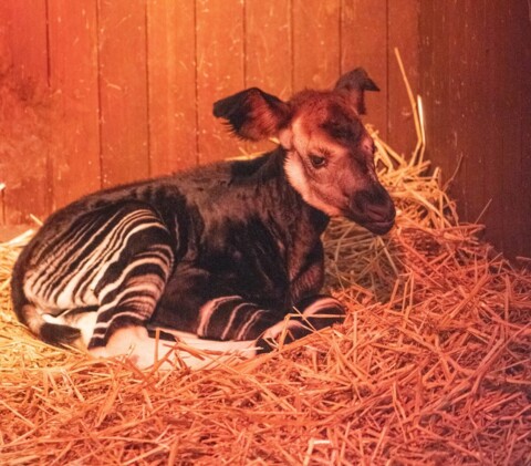 Le Zoo de Bâle célèbre deux naissances rares