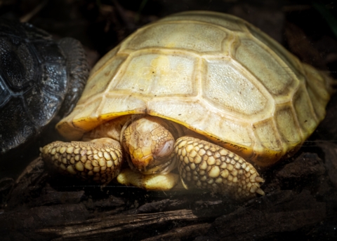 Rencontre exclusive avec la seule tortue géante des Galapos albinos au monde