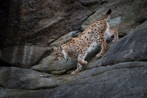 Les 3 animaux les plus dangereux du Zoo des Marécottes