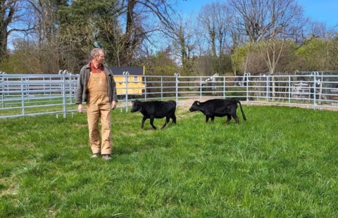Les plus petites vaches du monde s&rsquo;établissent en Suisse