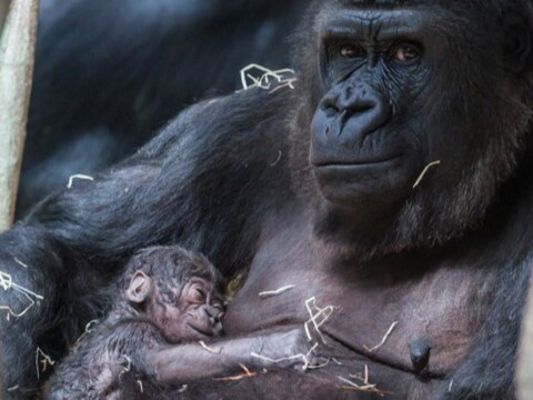 Zoo de Bâle: une gorille porte son petit mort-né durant deux mois