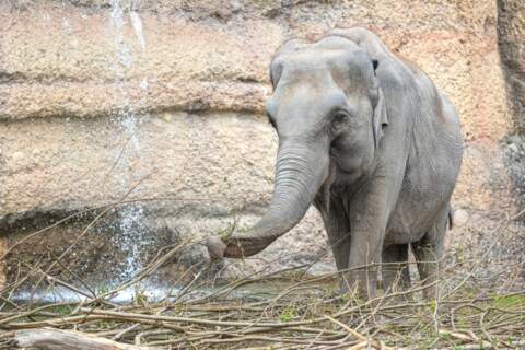 L&rsquo;éléphante adorée du zoo de Zürich est morte