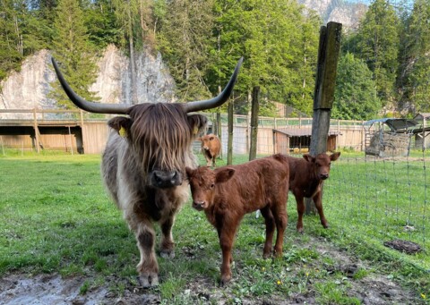 Baby-boom à Juraparc !