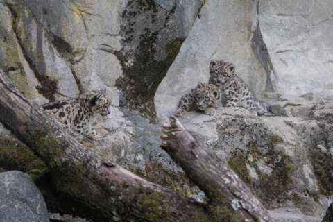 Espèce en danger, espoir en vue : trois naissances au Zoo de Zurich