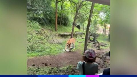 Mort tragique dans le zoo de Zürich
