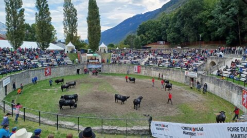 Mauvaise nouvelle : pas de combat de reines à la Foire du Valais