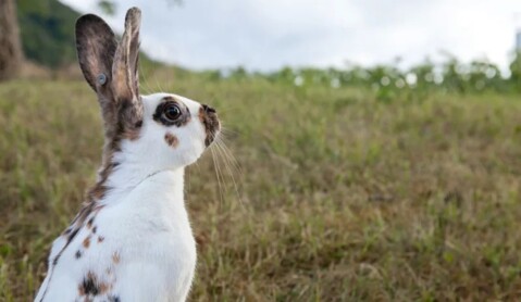 Le zoo de Zürich tue des animaux pour les protéger