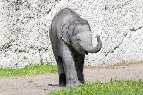 Tragique concours de circonstances au Zoo de Zurich