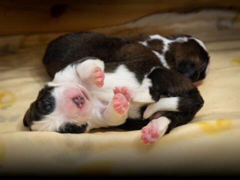 Naissance de 11 chiots à la Fondation Barry (VS)