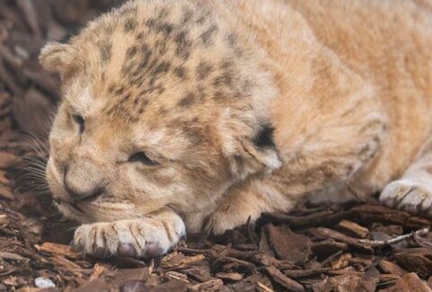 Un lionceau meurt de faim au Walter Zoo