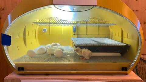 Exposition Poussins d’Avril à la Maison de la Rivière – Tolochenaz