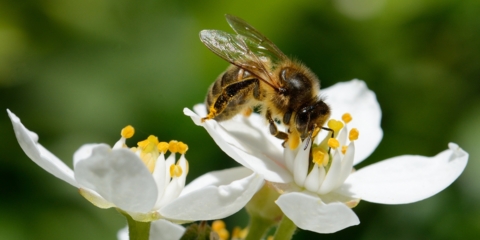 « La Danse des abeilles » au Centre Commercial de Thônex