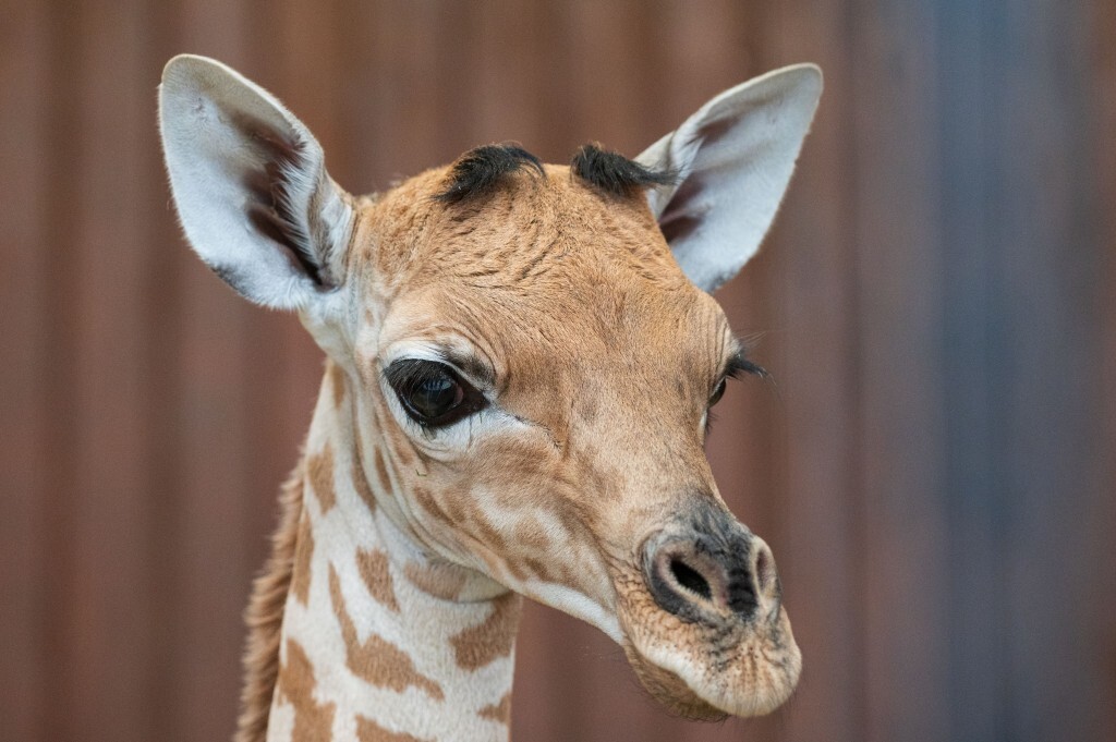 Une girafe de Kardofan du Zoo de Bâle, en danger critique d’extinction, a donné naissance à une petite femelle.