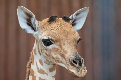 Une girafe de Kardofan du Zoo de Bâle, en danger critique d’extinction, a donné naissance à une petite femelle.