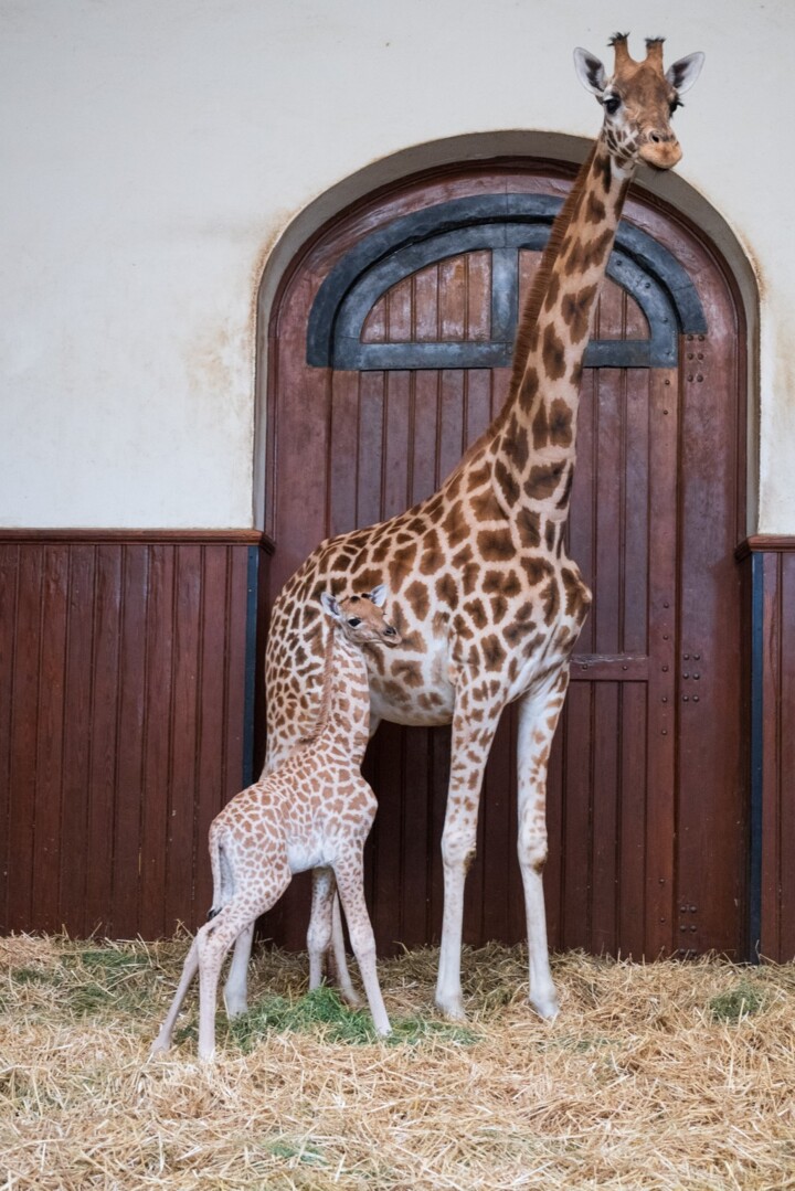 Une girafe de Kardofan du Zoo de Bâle, en danger critique d’extinction, a donné naissance à une petite femelle.