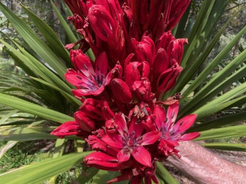 Une fleur unique éclot au Jardin botanique de Genève