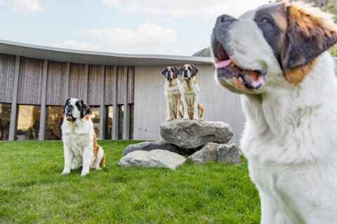 Barryland, royaume du Saint-Bernard