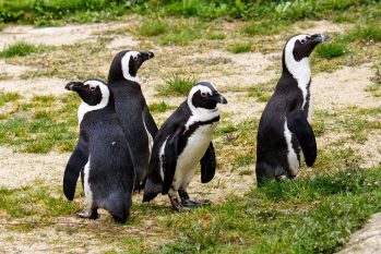 Chasse aux œufs au Tropiquarium de Servion