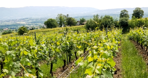 Du côté du Mandement