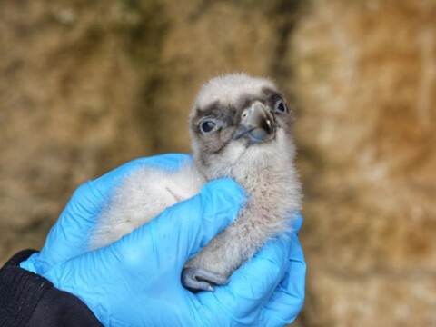 Naissance rarissime à La Garenne (VD)