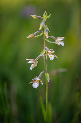 Objectif orchidée – Jardin botanique de Neuchâtel