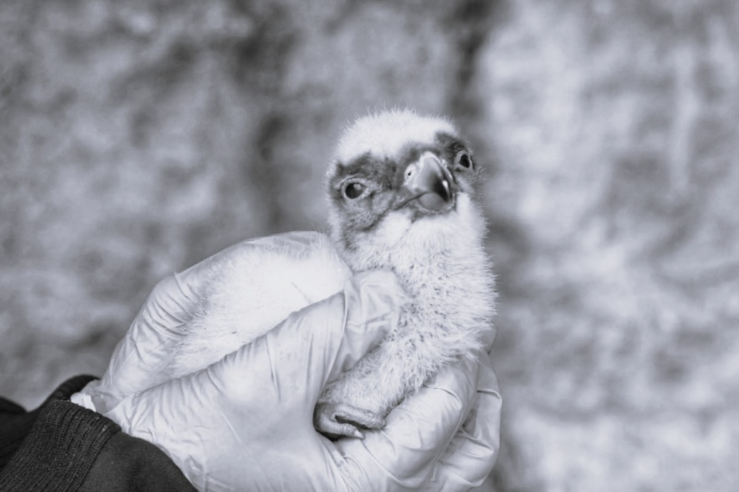 Le petit gypaète n'aura pas eu le temps de déployer ses ailes