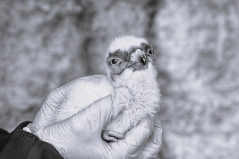 Le petit gypaète n'aura pas eu le temps de déployer ses ailes