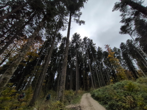 Les mystères du réseau forestier au Parc Chasseral