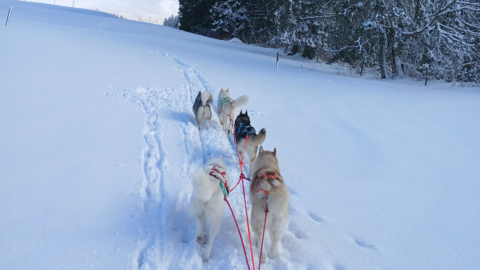 Husky et Educ