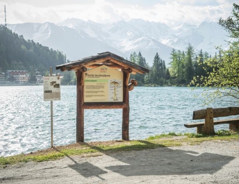 Pilzweg bei Champex-Lac