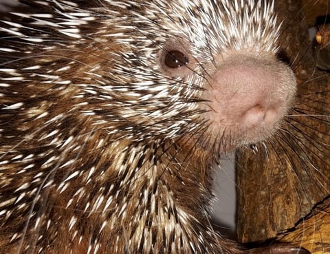 Papiliorama: Stachelschwein zur Welt gekommen