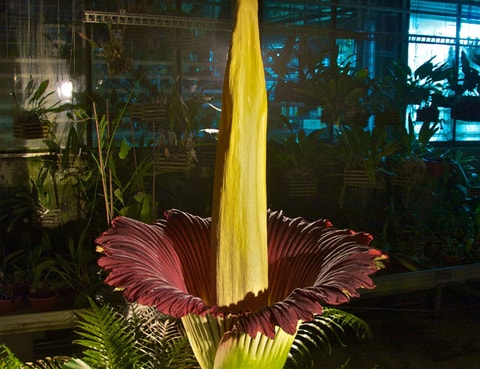 Grösste Blume der Welt kommt ins Papiliorama