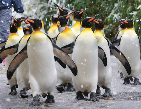 Im Zoo Zürich beginnt die Saison der Pinguinparade - fi...