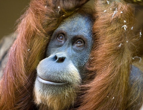 Zoo Zürich verliert sein ältestes Säugetier