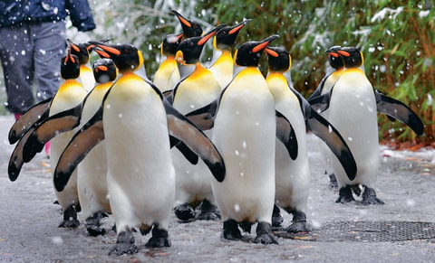 Saisonstart der Pinguinparade im Zoo Zürich