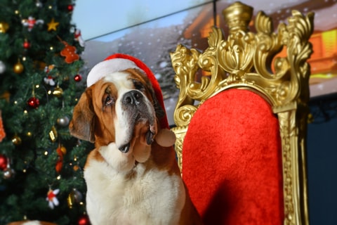 Die Geschenkidee für diese Weihnachten: Besuchen Sie mi...