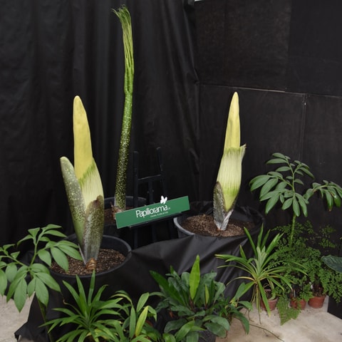Die grösste Blume der Welt erblüht im Papiliorama