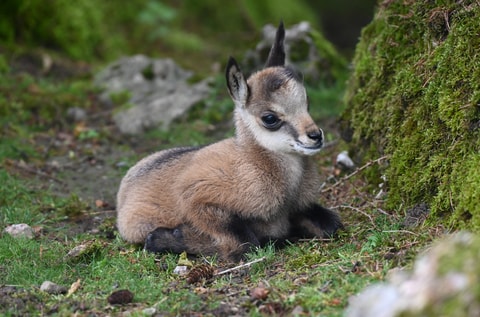 Nachwuchs im Tierpark Goldau