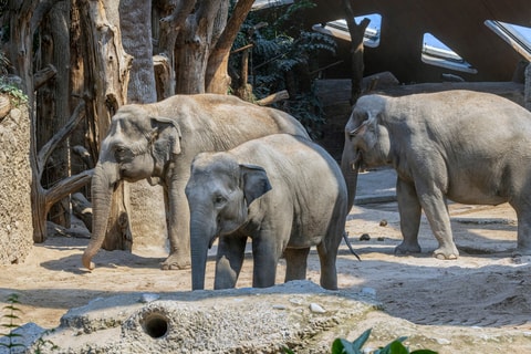 Wieso stirbt schon wieder ein Elefant im Zoo Zürich?