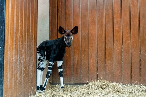 Nachwuchs bei den seltenen Okapis