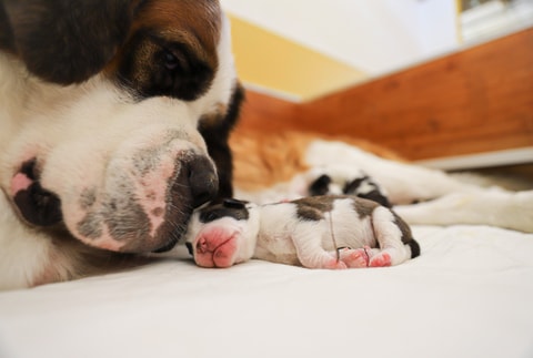Edène und Gin und ihre süssen Babys