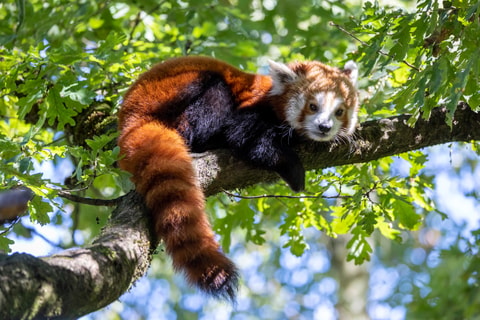 Tiang Tiang, ein Roter Panda, ist im Zoo Zürich eingezo...