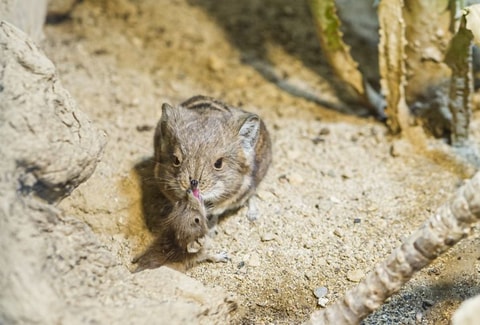 Im Zoo Basel erblicken zwei Kurzohr-Rüsselspringer das ...