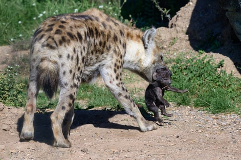 Eine kleine Tüpfelhyäne im Zoo Zürich