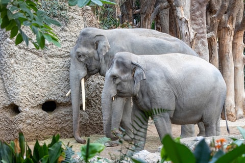 Hoffnung auf ein neues Elefantenbaby im Zoo Zürich?